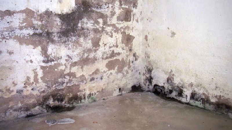 TecLine Rimuovi Muffa Tanica da 5 l Schimmel, Schaden am Haus, Schimmelschaden