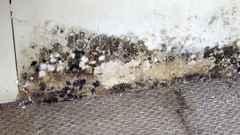 TecLine Rimuovi Muffa Tanica da 5 l Schimmel, Schaden am Haus, Schimmelschaden