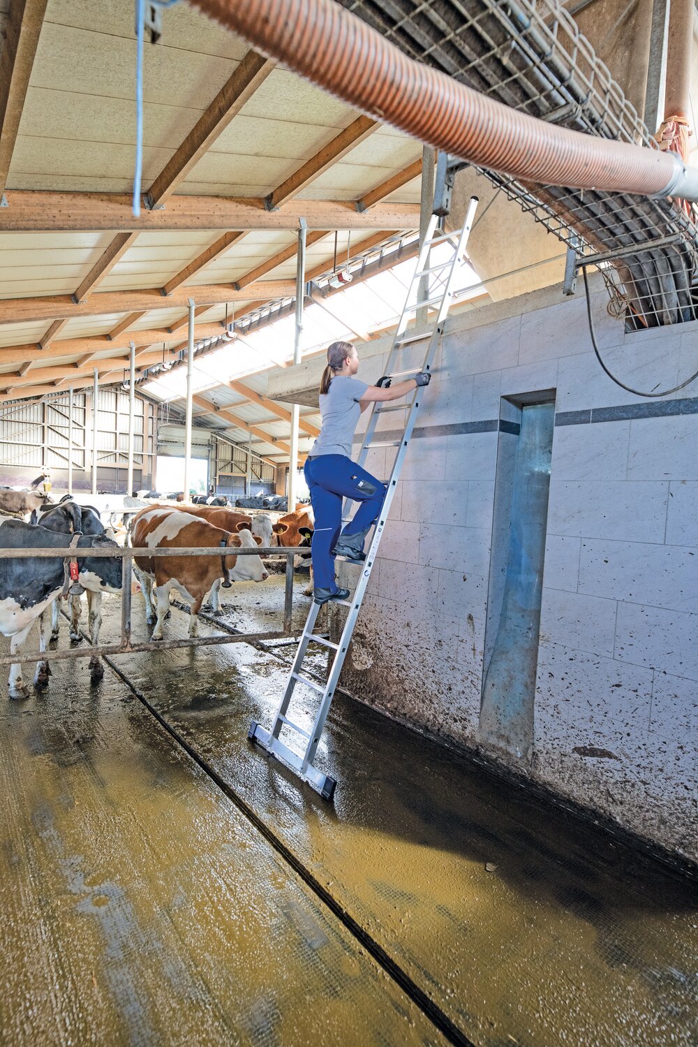 Scala singola a pioli con barra divaricatrice standard 12 pioli