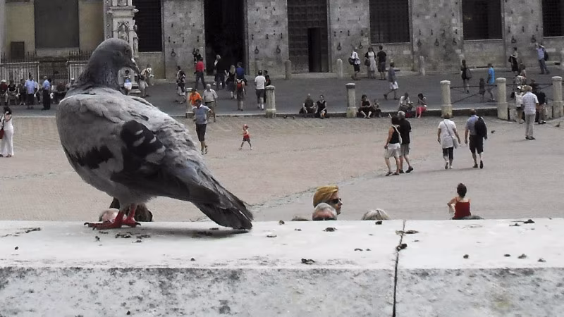 Colla per uccelli 310 ml trasparente Person, Tier, Vogel, Taube, Stadt