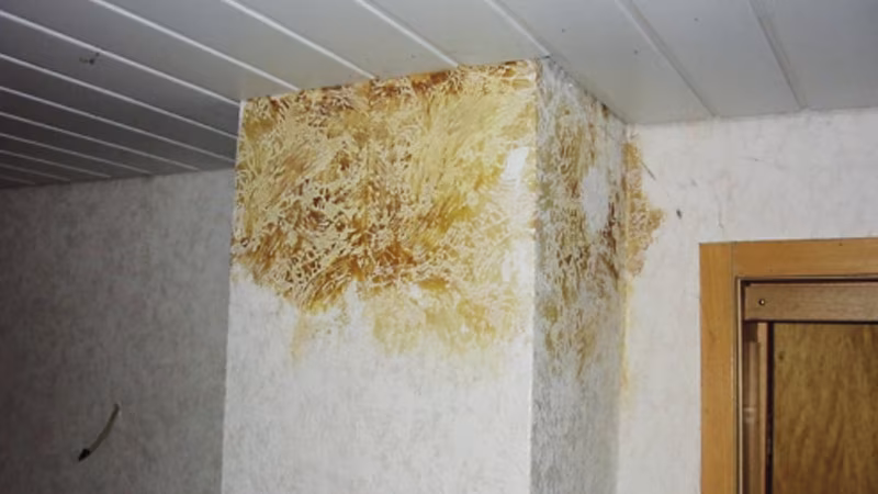 TecLine Primer barriera e isolante 400 ml bianco Schimmel, Schaden am Haus, Schimmelschaden